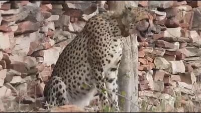 KP-2 captured after weeks in Ranthambore and returned to Madhya Pradesh by forest teams. KP-2 captured after weeks in Ranthambore and returned to Madhya Pradesh by forest teams.