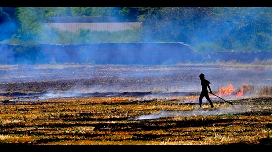 Punjab on Friday recorded the highest single-day spike so far with 1,447 farm fire incidents reported in just 24 hours, taking the cumulative count of the ongoing season to 6,154 cases. The surge has raised fresh concerns over air pollution and the state’s preparedness ahead of the paddy sowing season beginning from June 1. (HT Photo)