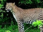 Divisional forest officer (DFO) Vikas Yadav said the leopard had entered residential areas and sugarcane fields in search of shelter. (FOR REPRESENTATION PURPOSE ONLY)