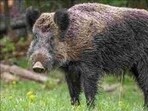 Wild boars are not native to Kashmir and are believed to have been introduced by Maharaja Gulab Singh for game hunting over 100 years ago. (HT Representative)