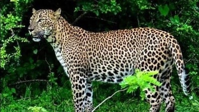 Divisional forest officer (DFO) Vikas Yadav said the leopard had entered residential areas and sugarcane fields in search of shelter. (FOR REPRESENTATION PURPOSE ONLY) Divisional forest officer (DFO) Vikas Yadav said the leopard had entered residential areas and sugarcane fields in search of shelter. (FOR REPRESENTATION PURPOSE ONLY)