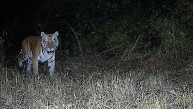 অরুণাচল অভয়ারণ্যে রয়্যাল বেঙ্গল টাইগার (সৌজন্যে টুইটার)