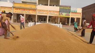 This is despite the state witnessing crop lodging due to untimely rainfall and strong winds when the crop was in maturing stage during March and April. (HT Photo) This is despite the state witnessing crop lodging due to untimely rainfall and strong winds when the crop was in maturing stage during March and April. (HT Photo)