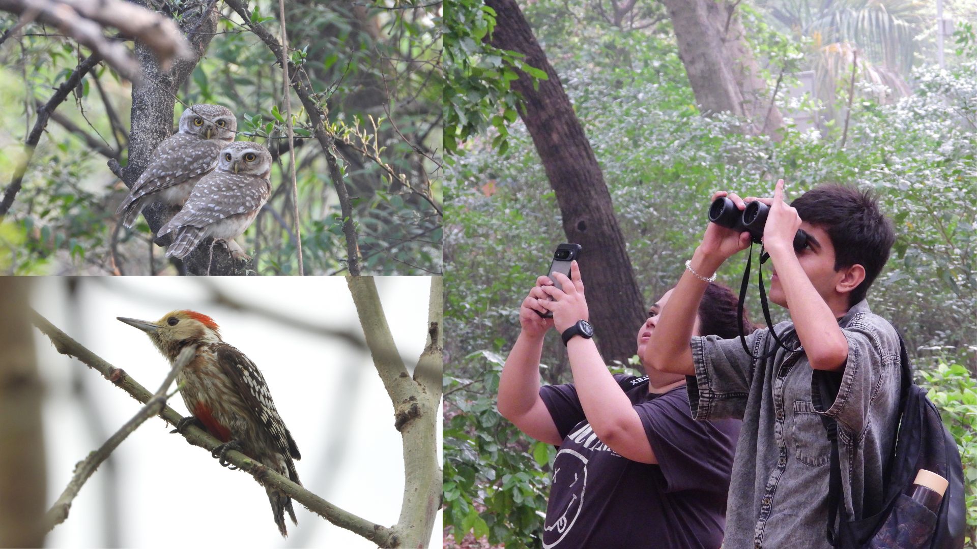 The Spotted Owlet and Yellow Crowned Woodpecker can be spotted at the Tilpath Valley Biodiversity Park. (Photos: Kaushani Banerjee) The Spotted Owlet and Yellow Crowned Woodpecker can be spotted at the Tilpath Valley Biodiversity Park. (Photos: Kaushani Banerjee)