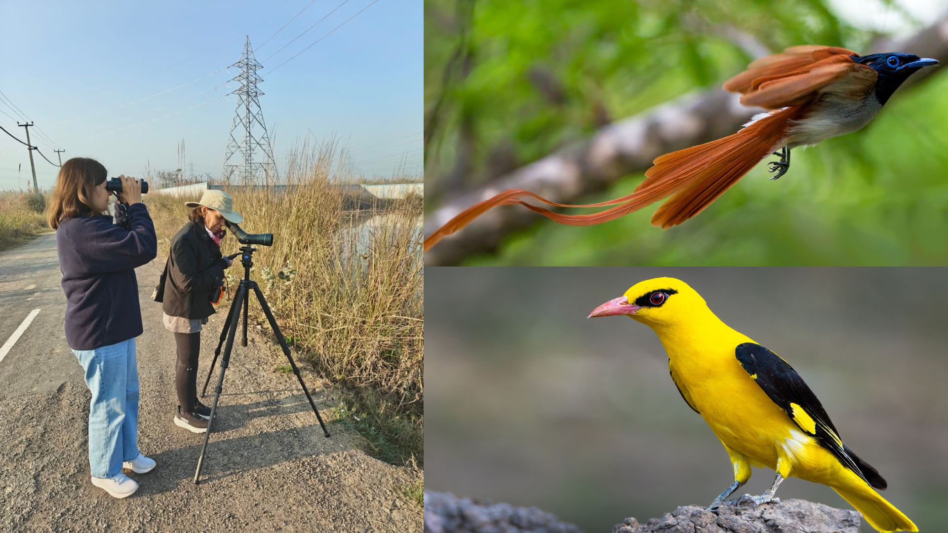 The Indian Golden Oriole and Indian Paradise Flycatcher are among the migratory birds spotted in Delhi during the summer months. (Photos: Mohit Mehta) The Indian Golden Oriole and Indian Paradise Flycatcher are among the migratory birds spotted in Delhi during the summer months. (Photos: Mohit Mehta)