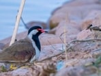 A lapwing and a chick at the Sukhna lake. (DR RAJIV NARWAL)