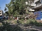 The order was issued in order to prevent accidents due to falling trees during monsoons. (HT Archive)