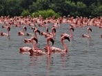 A silent march between the NRI and DPS Flamingo wetlands in Nerul on World Migratory Bird Day on Saturday