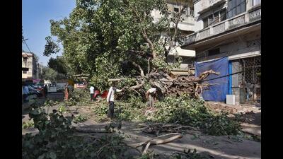The order was issued in order to prevent accidents due to falling trees during monsoons. (HT Archive) The order was issued in order to prevent accidents due to falling trees during monsoons. (HT Archive)