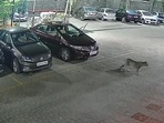 Third leopard sighting in 7 weeks Raheja Heights