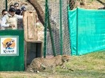 Madhya Pradesh Chief Minister Mohan Yadav releases a female cheetah from the quarantine enclosure into the jungle, at Kuno National Park, in Sheopur, Madhya Pradesh. Madhya Pradesh Chief Minister Mohan Yadav releases a female cheetah from the quarantine enclosure into the jungle, at Kuno National Park, in Sheopur, Madhya Pradesh.
