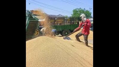 The state has so far paid  ₹30,683 crore to farmers at the minimum support price (MSP) of  ₹2,585 per quintal. (HT File)