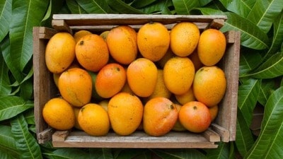 మామిడి పండ్లు మామిడి పండ్లు