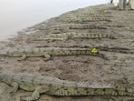 Between March and April 2025, as many as 37 gharials were sighted across 22 locations in the Beas (Sourced)