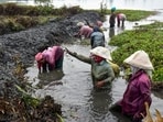 Workers prepare a paddy field in the farmlands of Kadamakkudy in Kochi, Kerala.