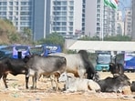 Stray cattle in Gurugram. (Parveen Kumar/HT File)