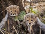 The monitoring team found the four half-eaten carcasses in the forest. (Representative Photo) The monitoring team found the four half-eaten carcasses in the forest. (Representative Photo)