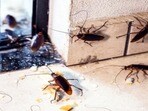 Hack To get rid of Cockroaches(Shutterstock)