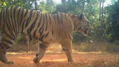 Sahyadri Tiger Reserve officials suspect Tara (in pic) and Chanda are pregnant based on their movement and behavioural patterns. They are closely monitoring the animals using field tracking and camera surveillance. (HT)