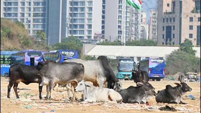 Stray cattle in Gurugram. (Parveen Kumar/HT File) Stray cattle in Gurugram. (Parveen Kumar/HT File)