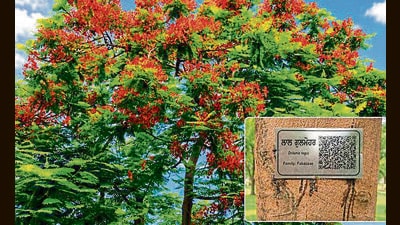 University authorities said the initiative is aimed at transforming the campus into an interactive outdoor learning space where technology complements nature. (HT Photo) University authorities said the initiative is aimed at transforming the campus into an interactive outdoor learning space where technology complements nature. (HT Photo)