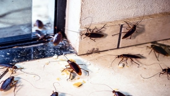 Hack To get rid of Cockroaches (Shutterstock)