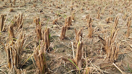 ఖరీఫ్ సీజన్ పనులు ప్రారంభం