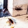 Hack To get rid of Cockroaches