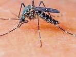 Around 87 beds have been earmarked across Ludhiana for dengue management. (HT File) Around 87 beds have been earmarked across Ludhiana for dengue management. (HT File)