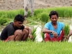 Farmers faced challenges when setting up a paddy nursery on a flat surface using the conventional method. Saplings used to take more than 30 days before they were ready for transplanting in fields. Farmers faced challenges when setting up a paddy nursery on a flat surface using the conventional method. Saplings used to take more than 30 days before they were ready for transplanting in fields.