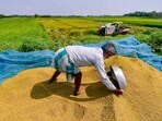 వరి సహా 14 రకాల పంటలకు కనీస మద్దతు ధరను (MSP) పెంచుతూ కేంద్ర కేబినెట్ కీలక నిర్ణయం తీసుకుంది.(PTI)