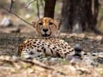 An African Cheetah spotted in the Ranthambore Tiger Reserve, Rajasthan.
