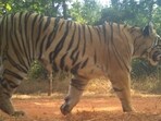 Sahyadri Tiger Reserve officials suspect Tara (in pic) and Chanda are pregnant based on their movement and behavioural patterns. They are closely monitoring the animals using field tracking and camera surveillance. (HT)