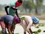 The MSP for common paddy is fixed at  <span class='webrupee'>₹</span>2,441 per quintal. (File Photo)