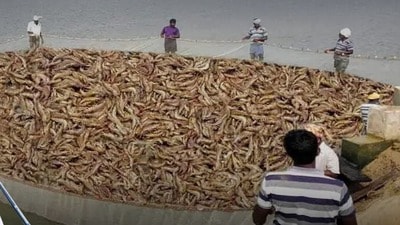 ఆక్వా రైతులకు ఊరట - రొయ్యల ఫీడ్ ధరల పెంపు నిలిపివేత ఆక్వా రైతులకు ఊరట - రొయ్యల ఫీడ్ ధరల పెంపు నిలిపివేత