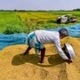 వరి సహా 14 రకాల పంటలకు కనీస మద్దతు ధరను (MSP) పెంచుతూ కేంద్ర కేబినెట్ కీలక నిర్ణయం తీసుకుంది.