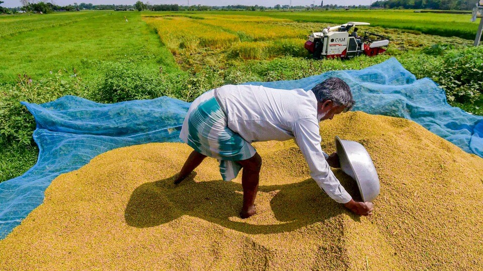 వరి సహా 14 రకాల పంటలకు కనీస మద్దతు ధరను (MSP) పెంచుతూ కేంద్ర కేబినెట్ కీలక నిర్ణయం తీసుకుంది.(PTI)