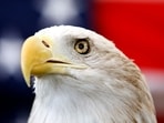 Uncle Sam, a 25-year-old bald eagle, sits on his perch in front of a U.S. flag before the Extreme Raptors Show at the Permian Basin Fair in the Ector County Coliseum fairgrounds in Odessa, Texas, 