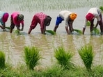 In this file photo taken on June 19, 2023, farmers plant rice saplings in a paddy field on the outskirts of Amritsar. (AFP) In this file photo taken on June 19, 2023, farmers plant rice saplings in a paddy field on the outskirts of Amritsar. (AFP)