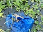 The issue first came to light during an inspection on March 6, when officials found 10 to 12 plastic bags that had drifted near the Dashakriya Ghat. (HT)