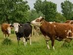 If anyone is found to be in violation of the above guidelines, they could face jail of up to six months, or a fine of up to  <span class='webrupee'>₹</span>1,000.