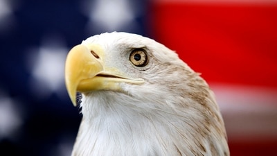 Uncle Sam, a 25-year-old bald eagle, sits on his perch in front of a U.S. flag before the Extreme Raptors Show at the Permian Basin Fair in the Ector County Coliseum fairgrounds in Odessa, Texas, (AP) Uncle Sam, a 25-year-old bald eagle, sits on his perch in front of a U.S. flag before the Extreme Raptors Show at the Permian Basin Fair in the Ector County Coliseum fairgrounds in Odessa, Texas, (AP)