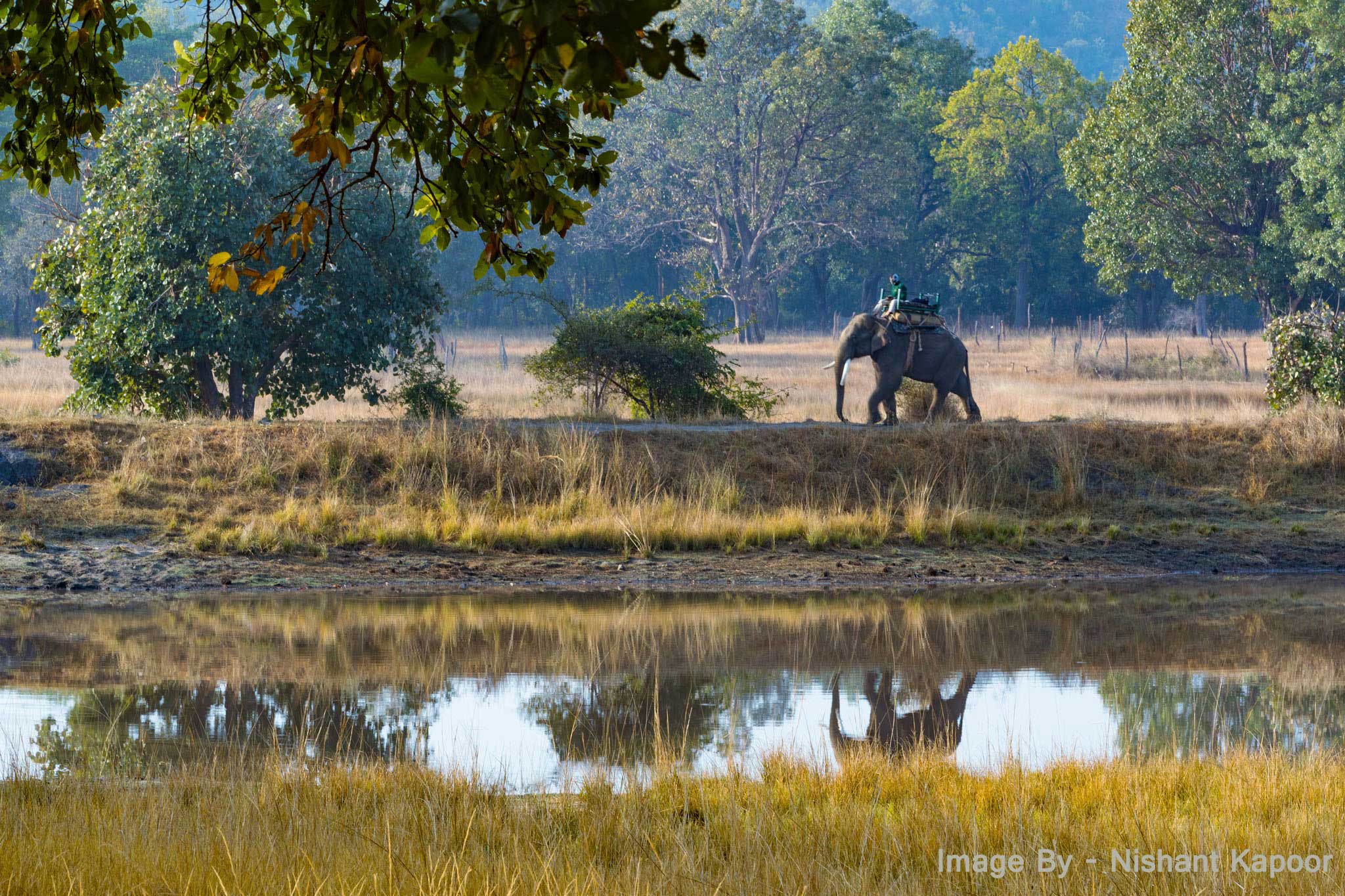 Bandhavgarh National Park (Photo: Nishant Kapoor)