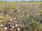 According to farmers and researchers, cotton cultivation is rapidly turning unviable, with the trend most visible in Sirsa, Fatehabad, Hisar, Bhiwani, Charkhi Dadri, Jind, and Jhajjar districts. (HT File)