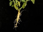 The Ashwagandha root (HT Photo)