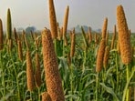 Barnyard Millet: మధుమేహం, అధిక బరువుకు చెక్ పెట్టే ఊదలు