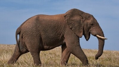 13 year old elephant dies after succumbing to injuries from IED explosion. (Representational Image)