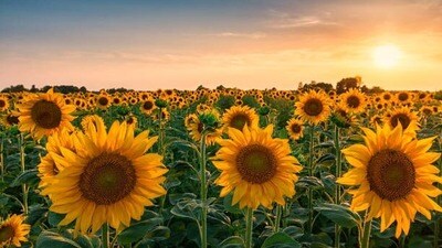 పొద్దుతిరుగుడు పంట పొద్దుతిరుగుడు పంట