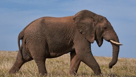 13 year old elephant dies after succumbing to injuries from IED explosion. (Representational Image)