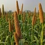 Barnyard Millet: మధుమేహం, అధిక బరువుకు చెక్ పెట్టే ఊదలు